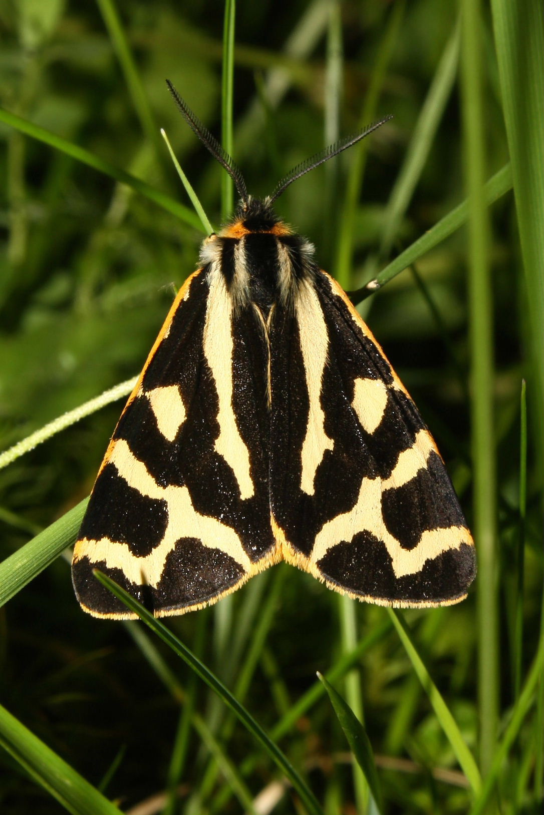 Arctidae da determinare ? - Parasemia plantaginis